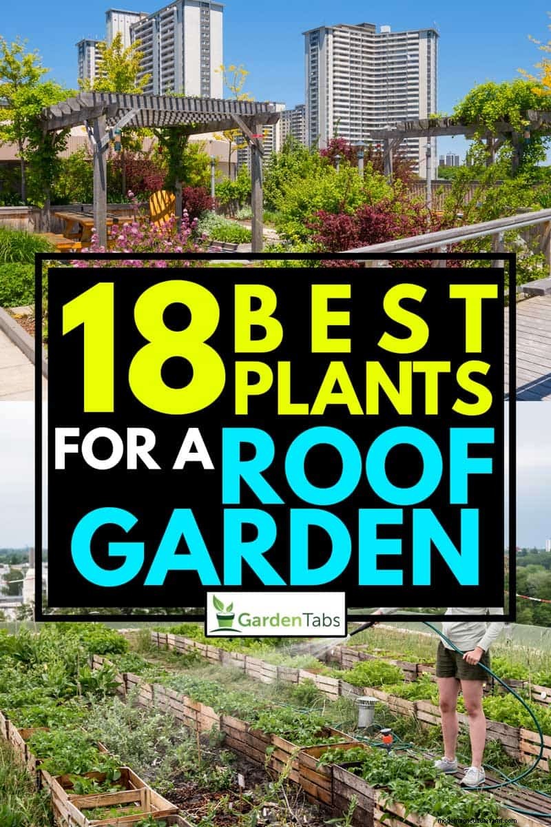 17 Best Plants For A Roof Garden