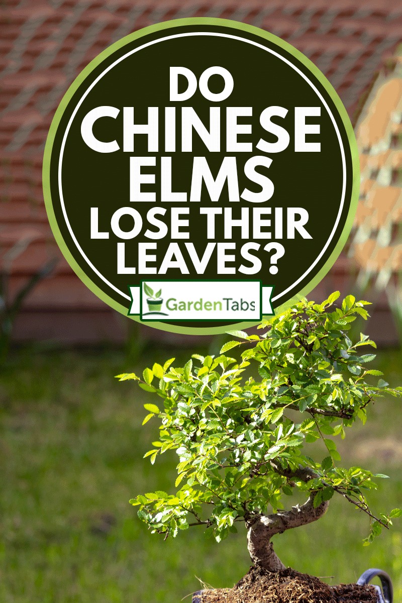Do Chinese Elms Lose Their Leaves?