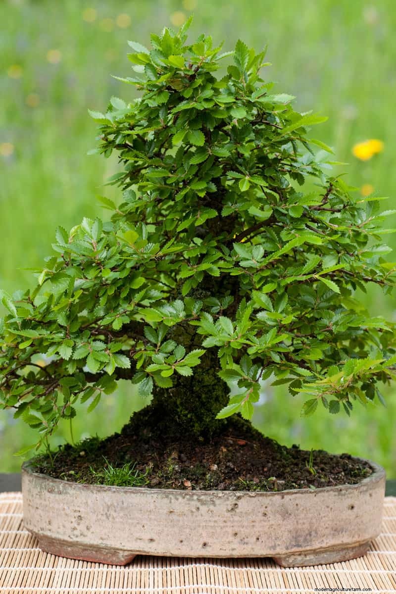 Do Chinese Elms Lose Their Leaves?