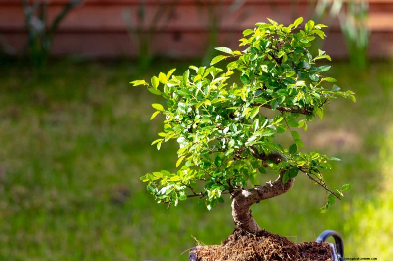 Do Chinese Elms Lose Their Leaves?