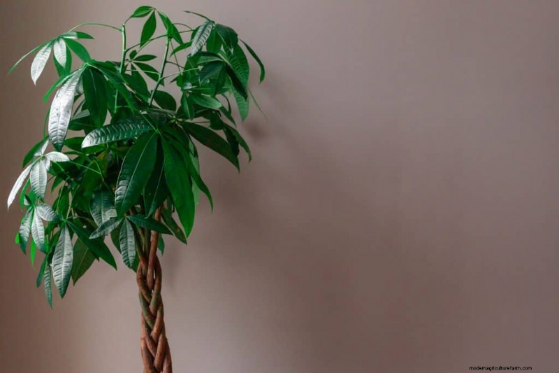 6 Best Soil Blends For Money Trees