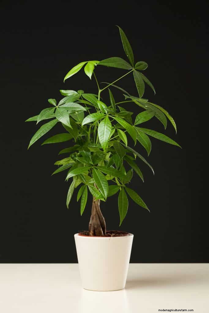 6 Best Soil Blends For Money Trees