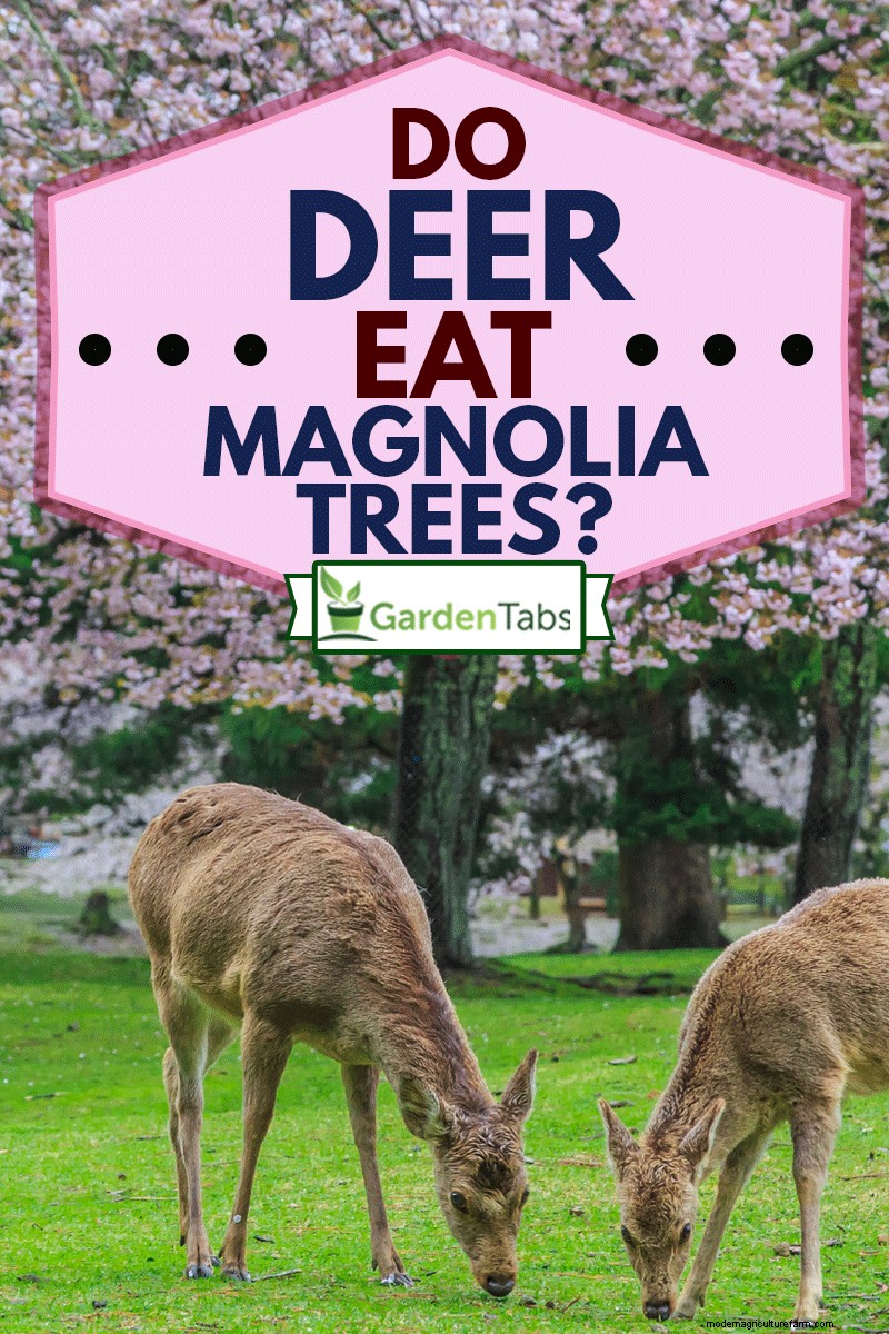 Do Deer Eat Magnolia Trees?