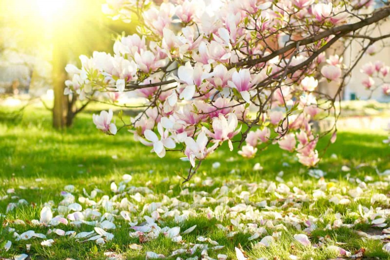 Do Deer Eat Magnolia Trees?