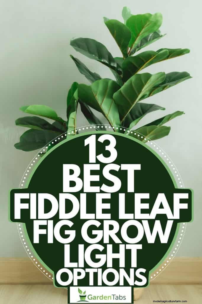 13 Best Fiddle Leaf Fig Grow Light Options