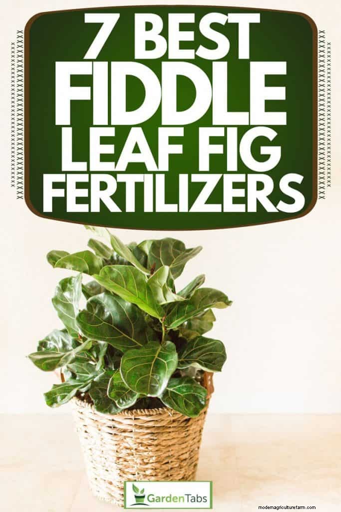 7 Best Fiddle Leaf Fig Fertilizers