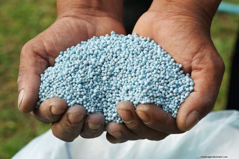 7 Best Fiddle Leaf Fig Fertilizers