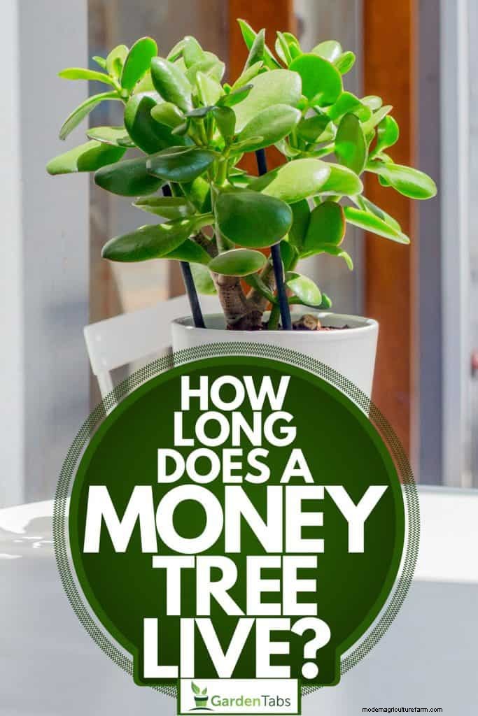 How Long Does A Money Tree Live?