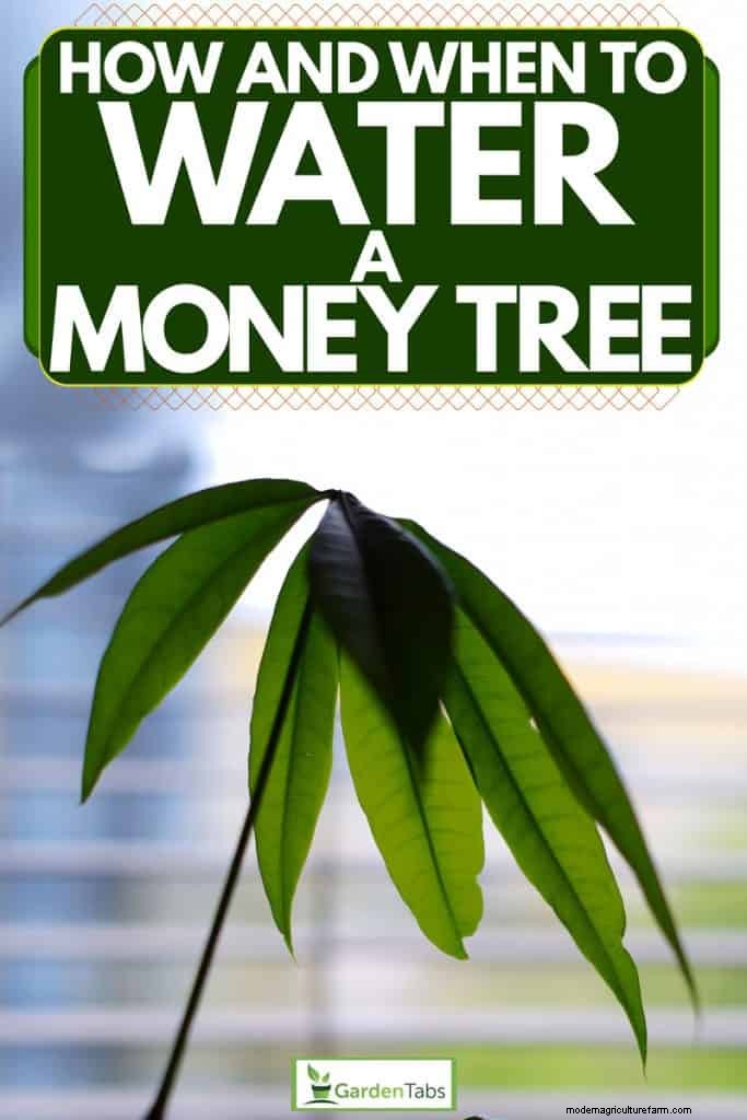 How And When To Water A Money Tree