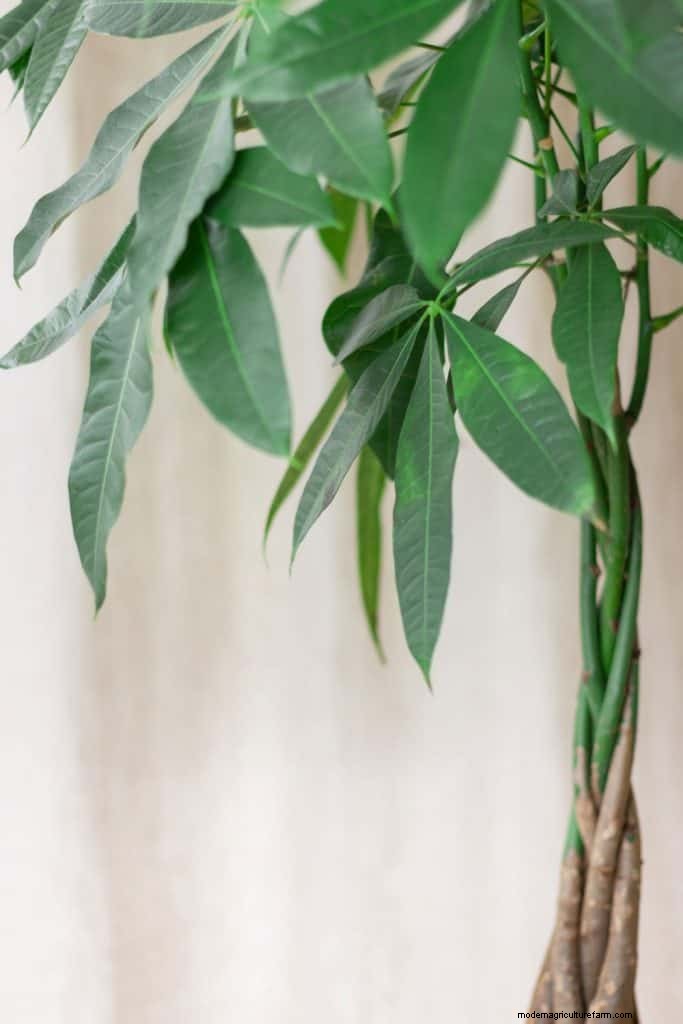 How And When To Water A Money Tree