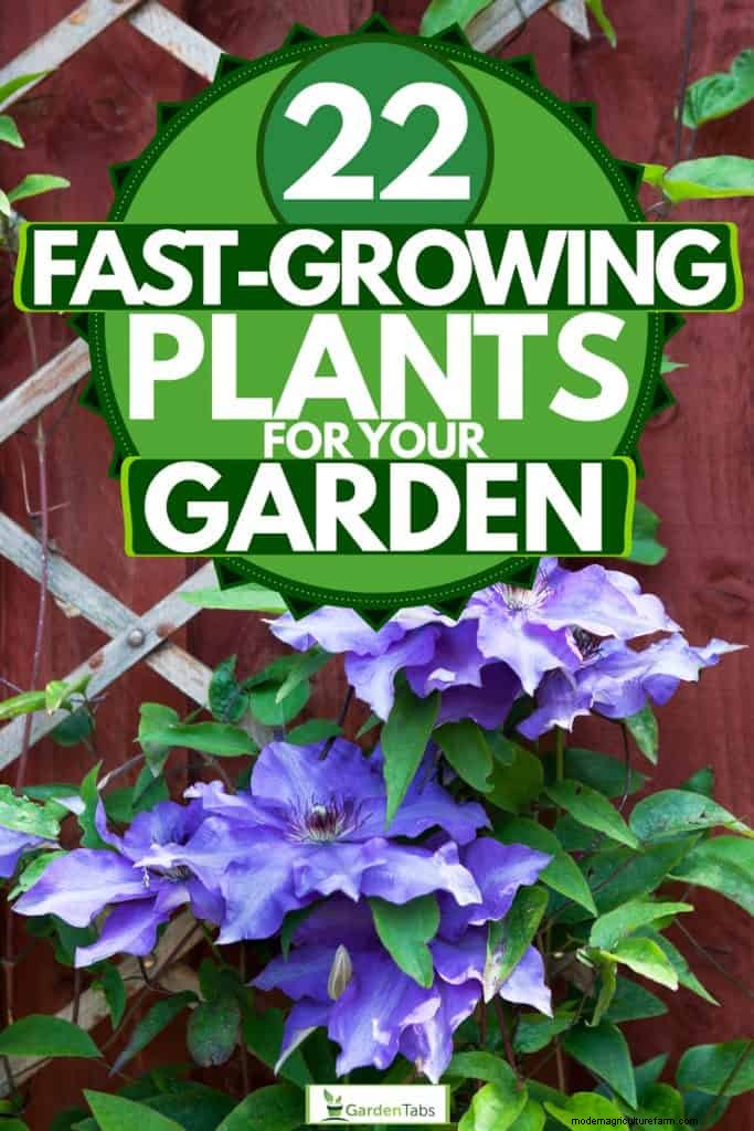 22 Fast-Growing Plants for Your Garden