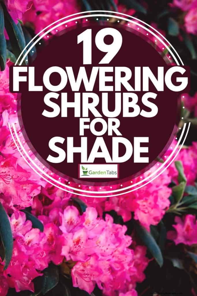 19 Flowering Shrubs For Shade
