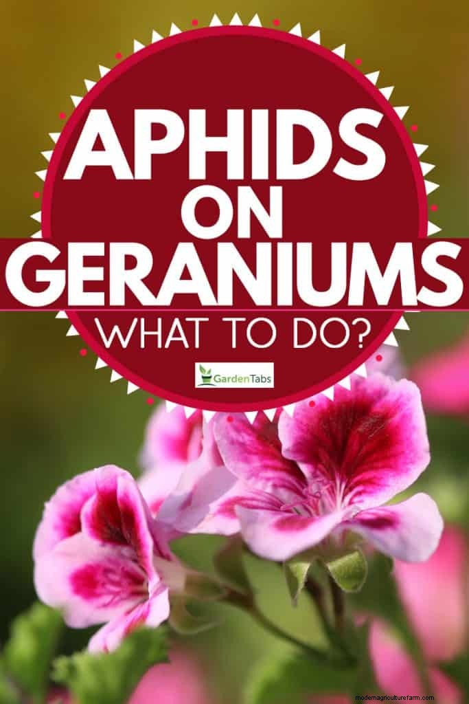 Aphids On Geraniums – What To Do?