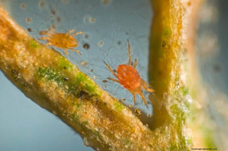 Are Red Spider Mites Harmful To Humans?