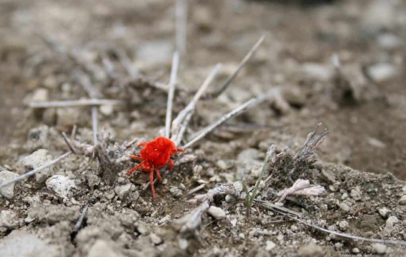 Are Red Spider Mites Harmful To Humans?