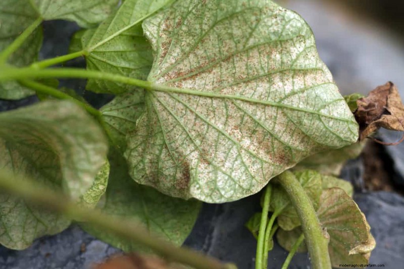 Are Red Spider Mites Harmful To Humans?
