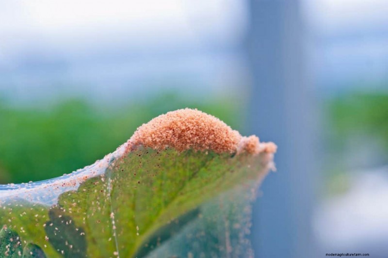 Are Red Spider Mites Harmful To Humans?
