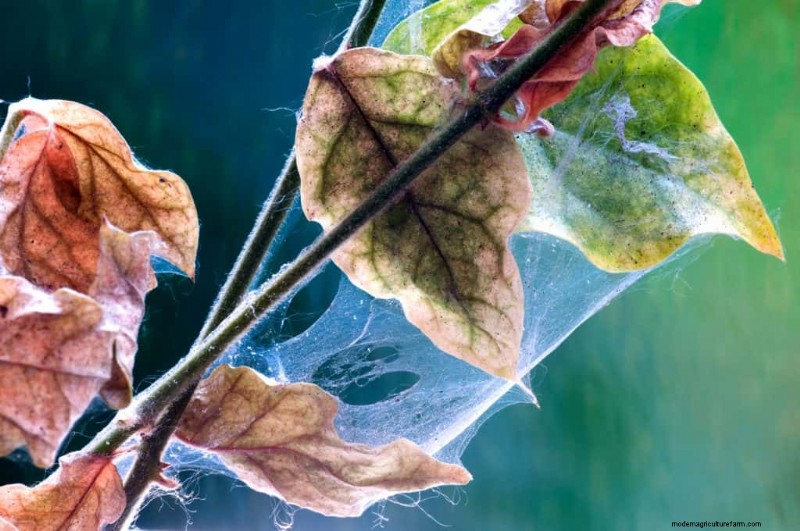 Are Red Spider Mites Harmful To Humans?