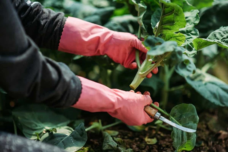 Are Red Spider Mites Harmful To Humans?