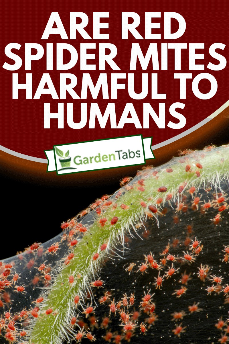 Are Red Spider Mites Harmful To Humans?
