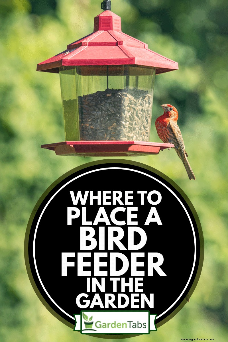Where To Place A Bird Feeder In The Garden