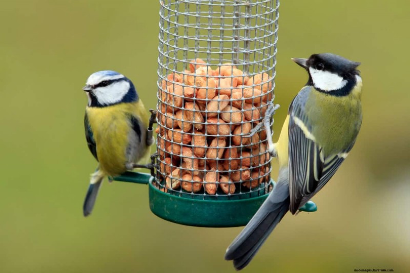 Where To Place A Bird Feeder In The Garden