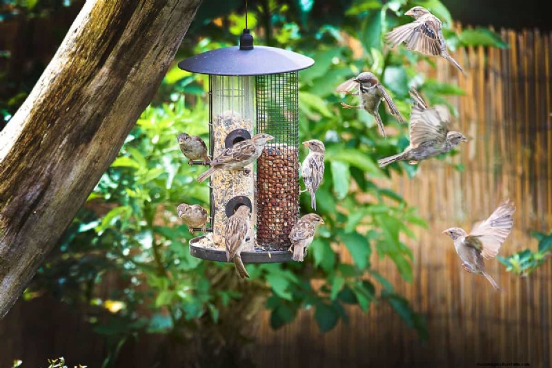 Where To Place A Bird Feeder In The Garden