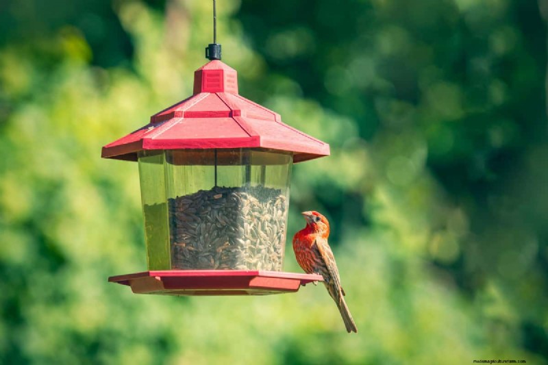 Where To Place A Bird Feeder In The Garden