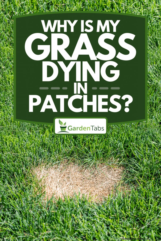 Why Is My Grass Dying In Patches?