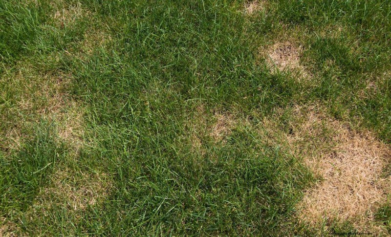 Why Is My Grass Dying In Patches?