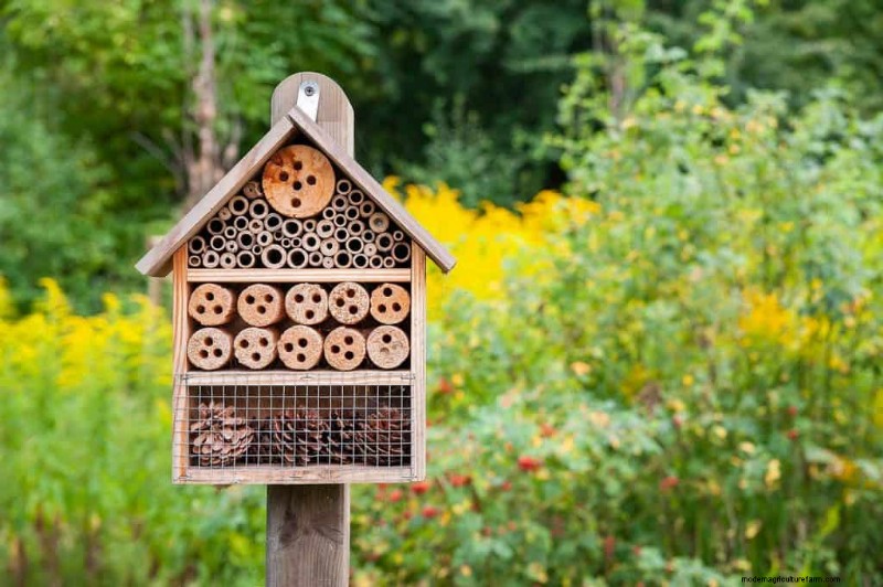 Where To Place A Bee Hotel In The Garden