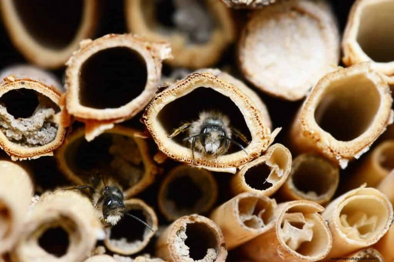 Where To Place A Bee Hotel In The Garden