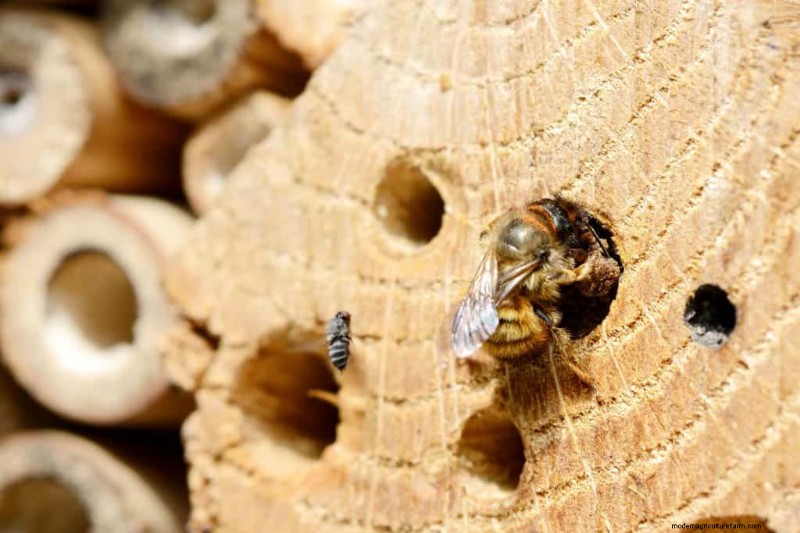 Where To Place A Bee Hotel In The Garden