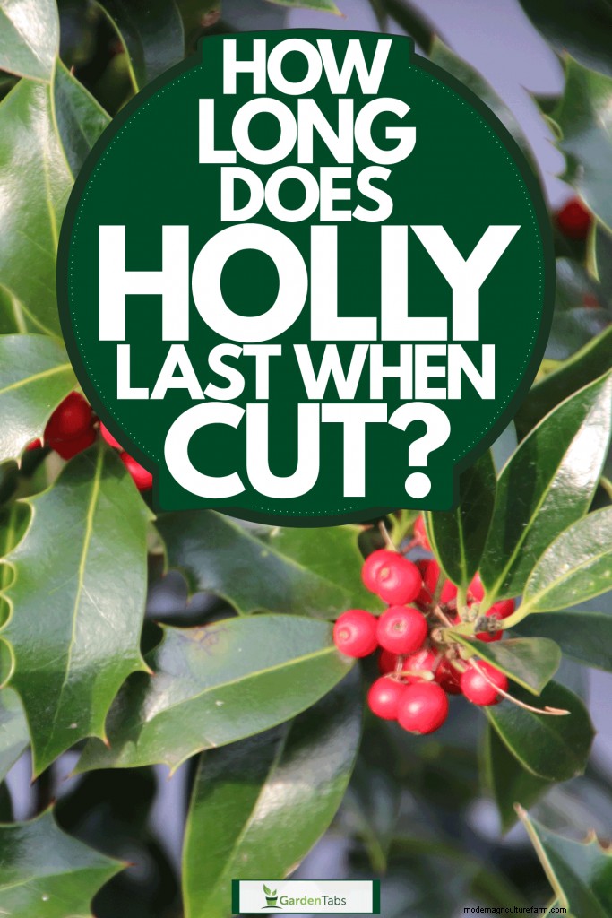 How Long Does Holly Last When Cut?
