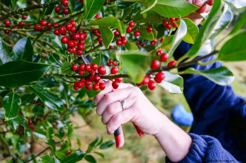 How Long Does Holly Last When Cut?