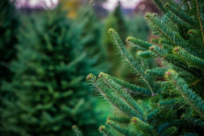 How Long Does Holly Last When Cut?