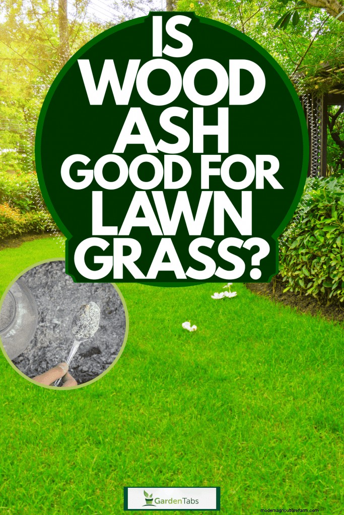Is Wood Ash Good For Lawn Grass?