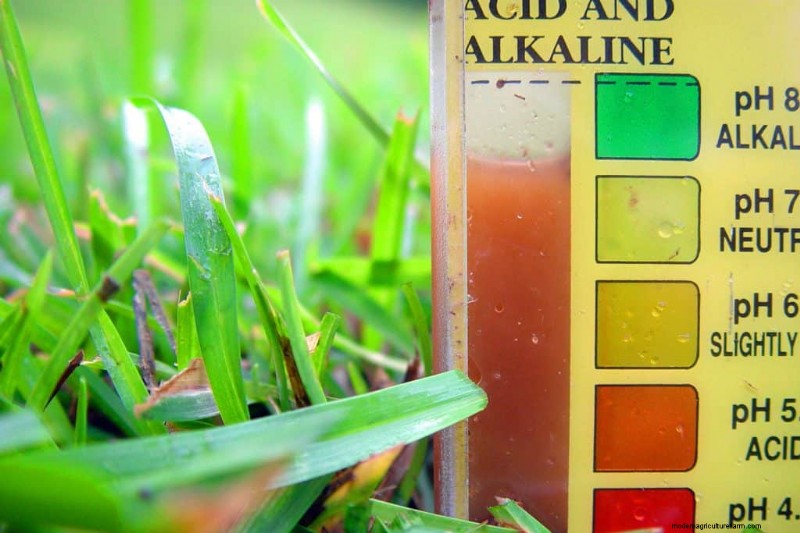 Is Wood Ash Good For Lawn Grass?