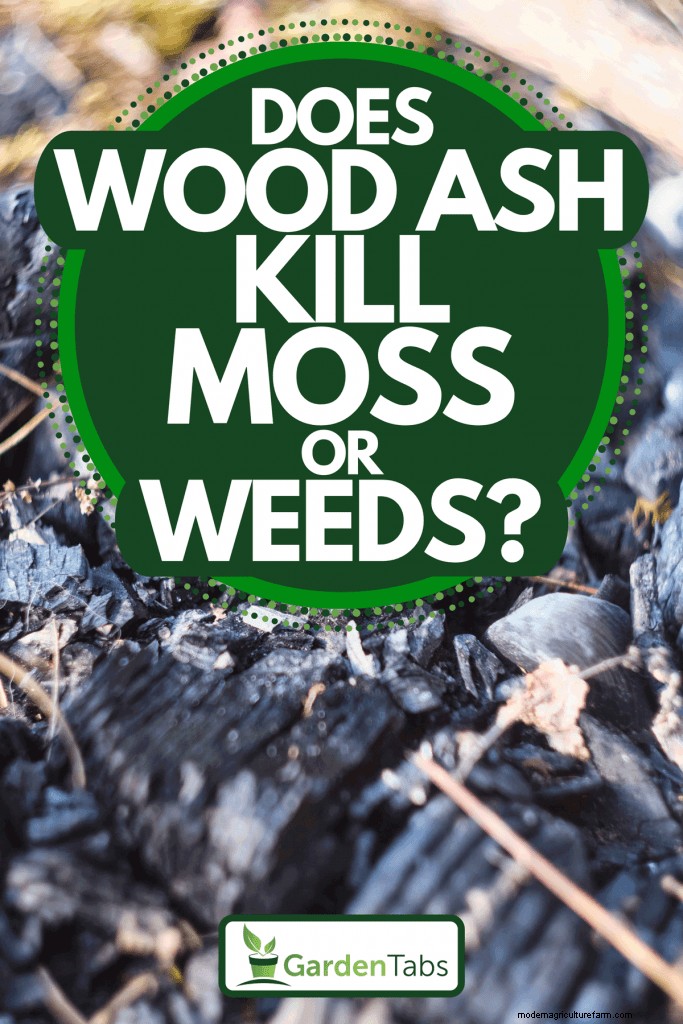 Does Wood Ash Kill Moss Or Weeds?