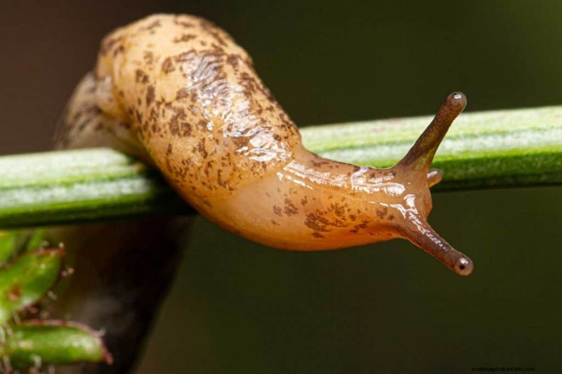 Does Wood Ash Kill Moss Or Weeds?