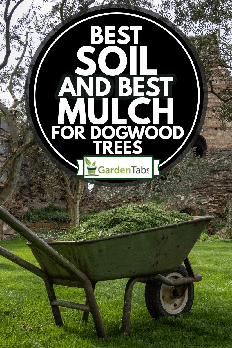 Best Soil And Best Mulch For Dogwood Trees