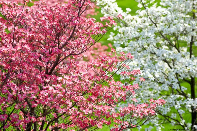 Best Soil And Best Mulch For Dogwood Trees