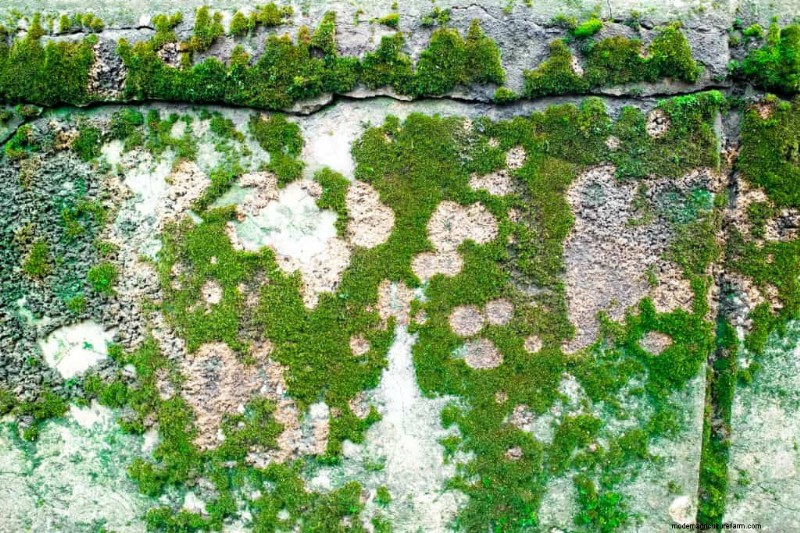 5 Of The Best Plant-Safe Concrete Cleaners