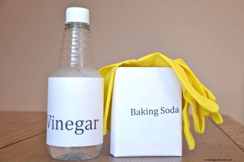 5 Of The Best Plant-Safe Concrete Cleaners