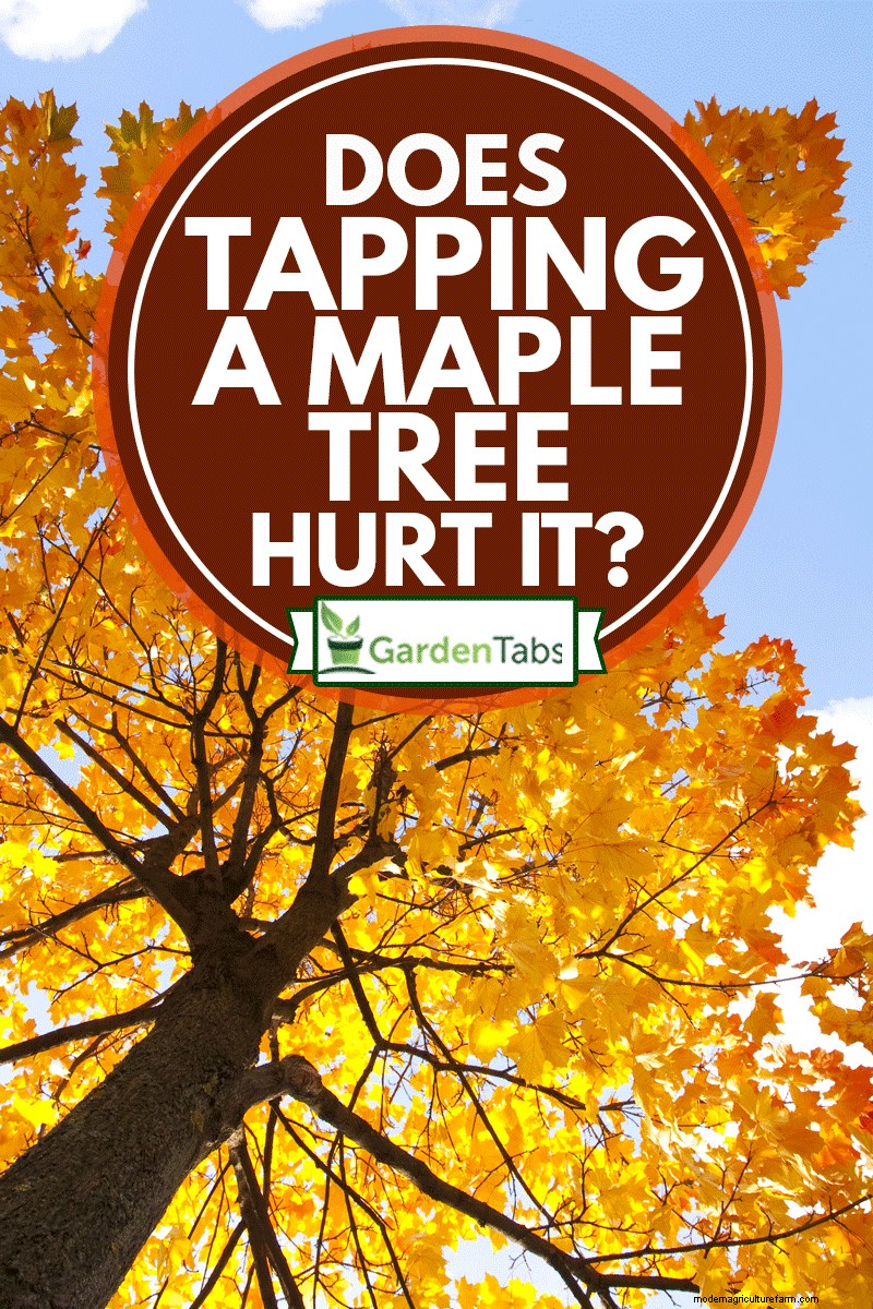 Does Tapping A Maple Tree Hurt It?