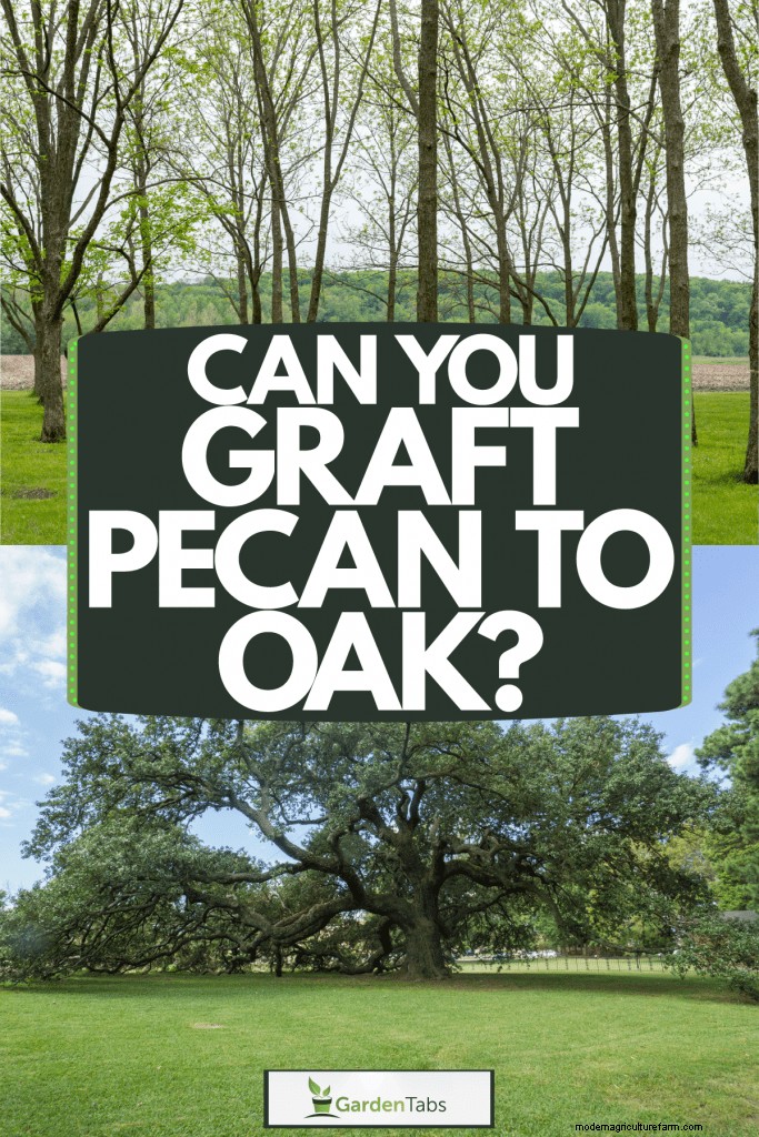 Can You Graft Pecan To Oak?