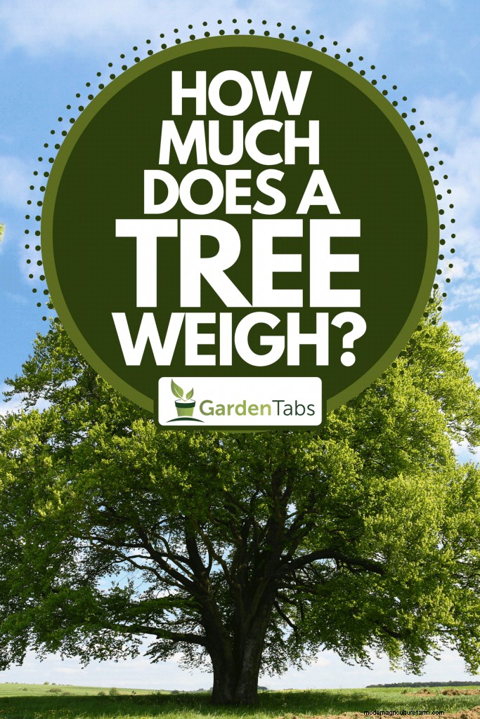 How Much Does A Tree Weigh?