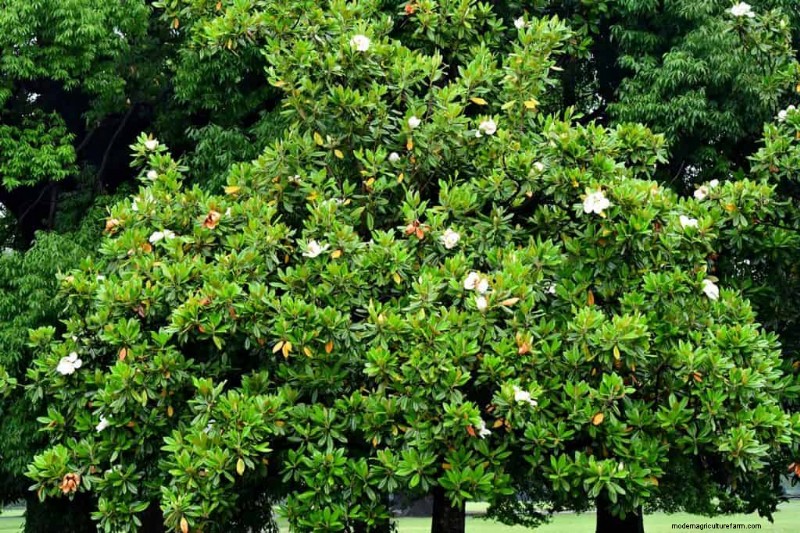 How Much Does A Tree Weigh?