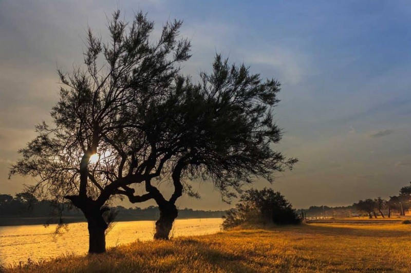 How Much Does A Tree Weigh?