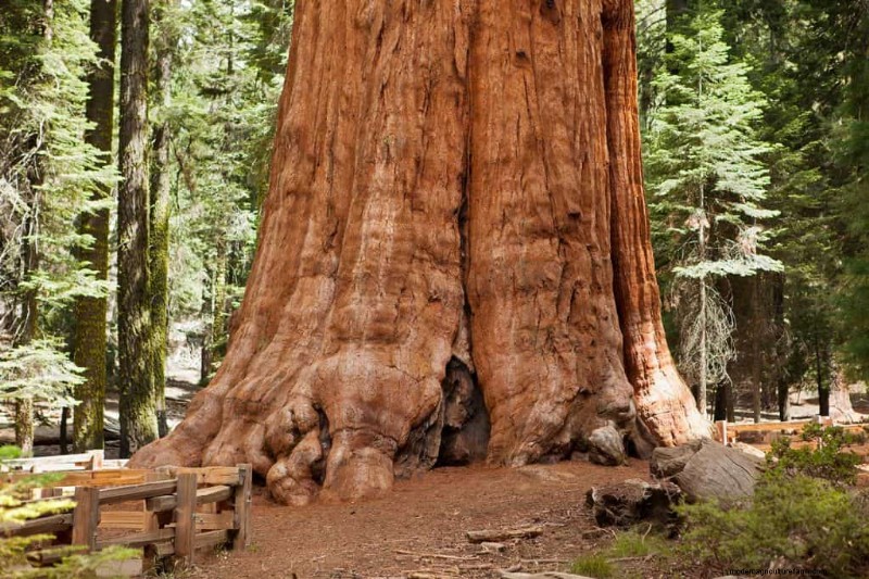 How Much Does A Tree Weigh?